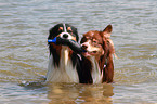 playing Australian Shepherds