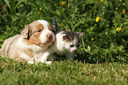 Australian Shepherd Puppy and Kitten