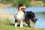 Australian Shepherd