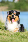 lying Australian Shepherd