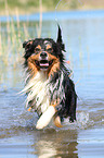 running Australian Shepherd