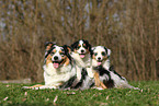 Australian Shepherds