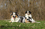 Australian Shepherds