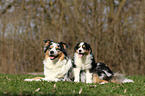 Australian Shepherds