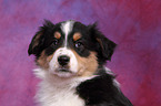 Australian Shepherd Puppy