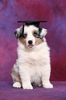 Australian Shepherd Puppy