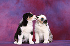 Australian Shepherd Puppies