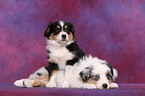 Australian Shepherd Puppies