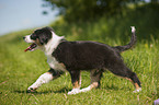 Australian Shepherd Puppy