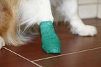 Australian Shepherd with bandage