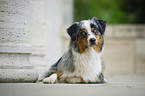 lying Australian Shepherd