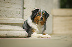 lying Australian Shepherd