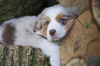 Australian Shepherd puppy