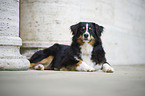 lying Australian Shepherd