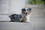 lying Australian Shepherd