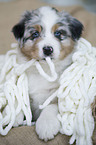 Australian Shepherd puppy