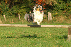 jumping Australian Shepherd