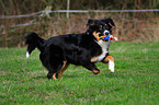 playing Australian Shepherd