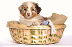 Australian Shepherd Puppy