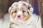 Australian Shepherd Puppy