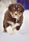 Australian Shepherd Puppy