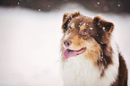 Australian Shepherd Portrait