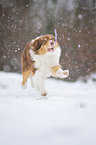 playing Australian Shepherd