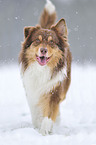 walking Australian Shepherd