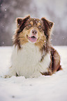 lying Australian Shepherd