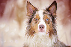 Australian Shepherd Portrait