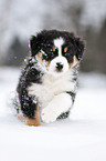 Australian Shepherd Puppy