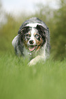 walking Australian Shepherd