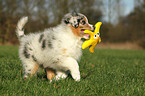 Australian Shepherd Puppy