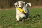 Australian Shepherd Puppy