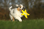 Australian Shepherd Puppy