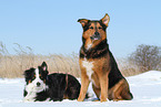 2 dogs