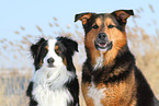 2 dogs
