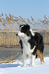 standing Australian Shepherd