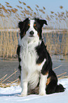 sitting Australian Shepherd