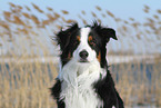 Australian Shepherd Portrait