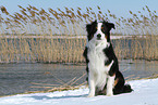 sitting Australian Shepherd