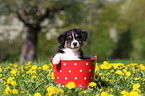 Australian Shepherd Puppy