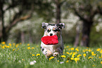 Australian Shepherd Puppy