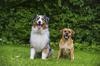 Australian Shepherd and Puggle