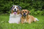 Australian Shepherd and Puggle