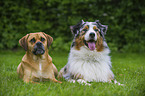 Australian Shepherd and Puggle