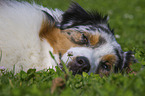 Australian Shepherd Portrait