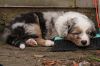 Australian Shepherd Puppy