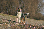 Australian Shepherd