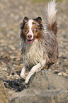 running Australian Shepherd